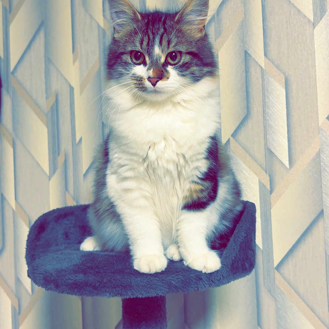 Boulette participe au concours pour gagner de l'argent avec cette photo : big_eyes, cat, cat_tree, cozy, ears, fluffy_cat, fur, geometric_pattern, home_interior, indoor, looking_at_camera, pedestal, pet, portrait, scratching_post, sitting, vertical_format, wallpaper, whiskers, white_paws