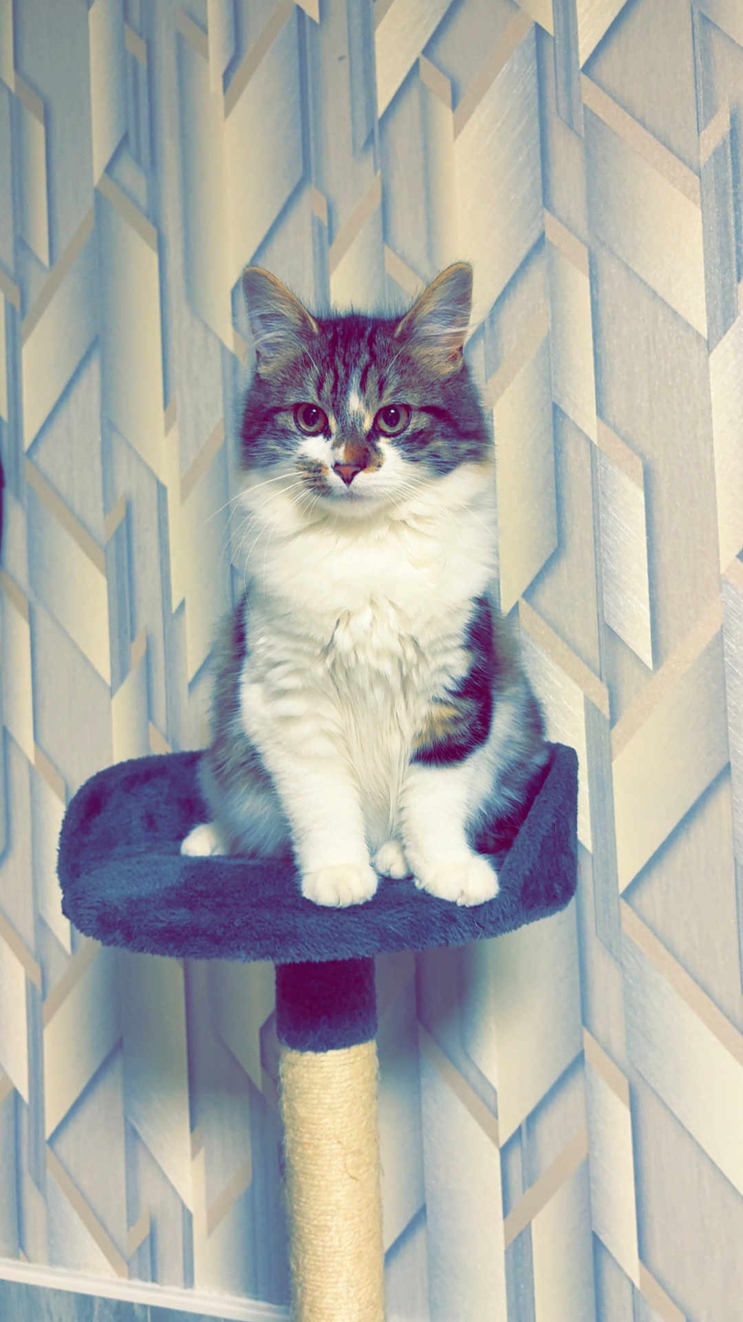 Boulette participe au concours pour gagner de l'argent avec cette photo : cat, fluffy_cat, cat_tree, scratching_post, pet, indoor, wallpaper, geometric_pattern, sitting, white_paws, whiskers, ears, big_eyes, fur, portrait, cozy, home_interior, pedestal, vertical_format, looking_at_camera