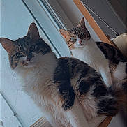 Boulette a rejoint le concours — aidez-le/la à gagner de superbes lots ! cat, cats, feline, tabby, longhair, whiskers, paws, eyes, looking_at_camera, windowsill, window, glass, wooden_sill, fur, indoor, pet, pair, portrait, cozy, sunlight