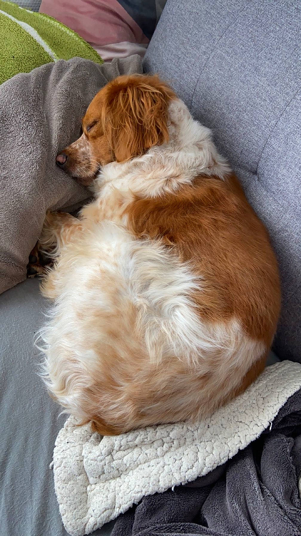 Roxy participe au concours pour gagner de l'argent avec cette photo : canidae, carnivore, cocker_spaniel, comfort, companion_dog, dog, dog_breed, door, fawn, fur, gun_dog, irish_red_and_white_setter, king_charles_spaniel, liver, natural_material, russian_spaniel, spaniel, sporting_group, terrestrial_animal, working_animal