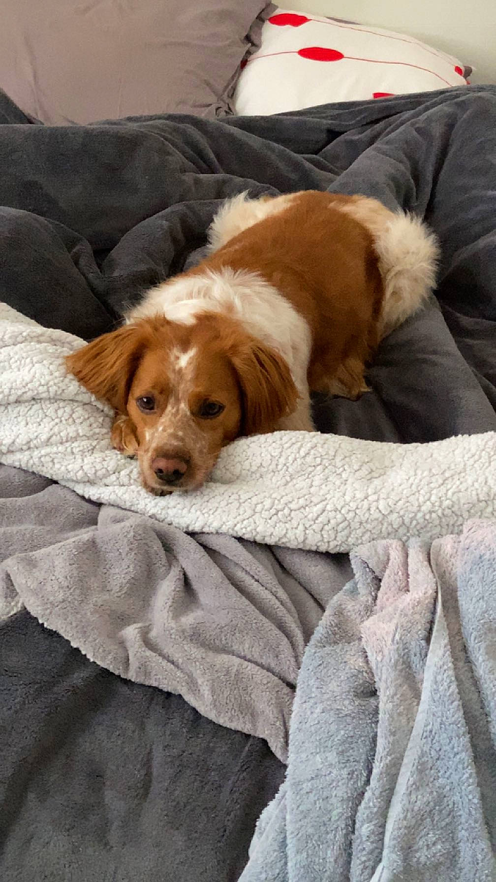 Roxy a rejoint le concours — aidez-le/la à gagner de superbes lots ! bored, canidae, carnivore, comfort, companion_dog, dog, dog_breed, fawn, fur, hardwood, linens, liver, snout, sporting_group, terrestrial_animal, wood, working_animal