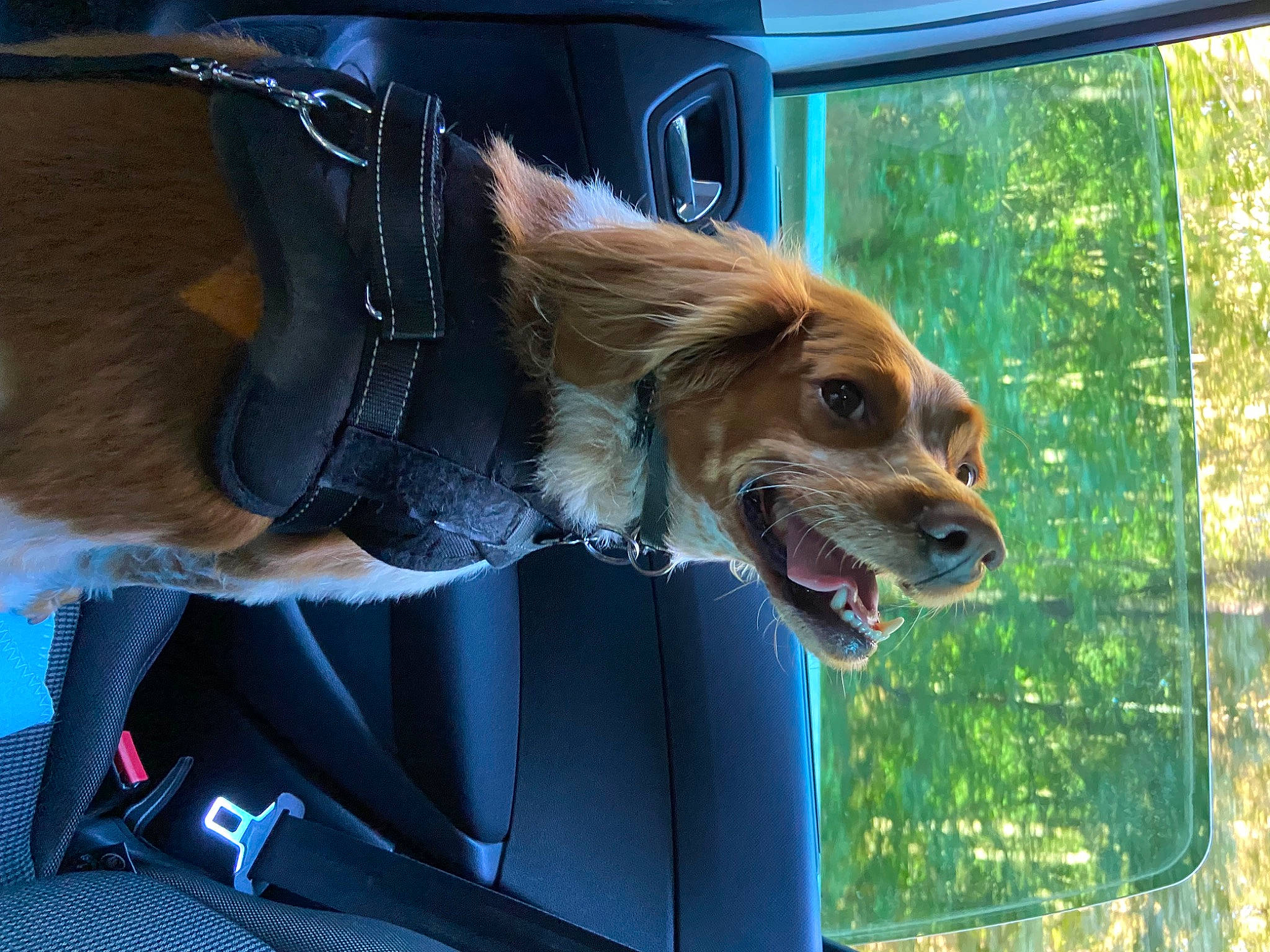 Roxy a rejoint le concours — aidez-le/la à gagner de superbes lots ! automotive_exterior, automotive_mirror, car, carnivore, collar, companion_dog, dog, dog_breed, door, eyewear, fawn, mammal, motor_vehicle, plant, snout, sunglasses, tree, vehicle, vehicle_door, window