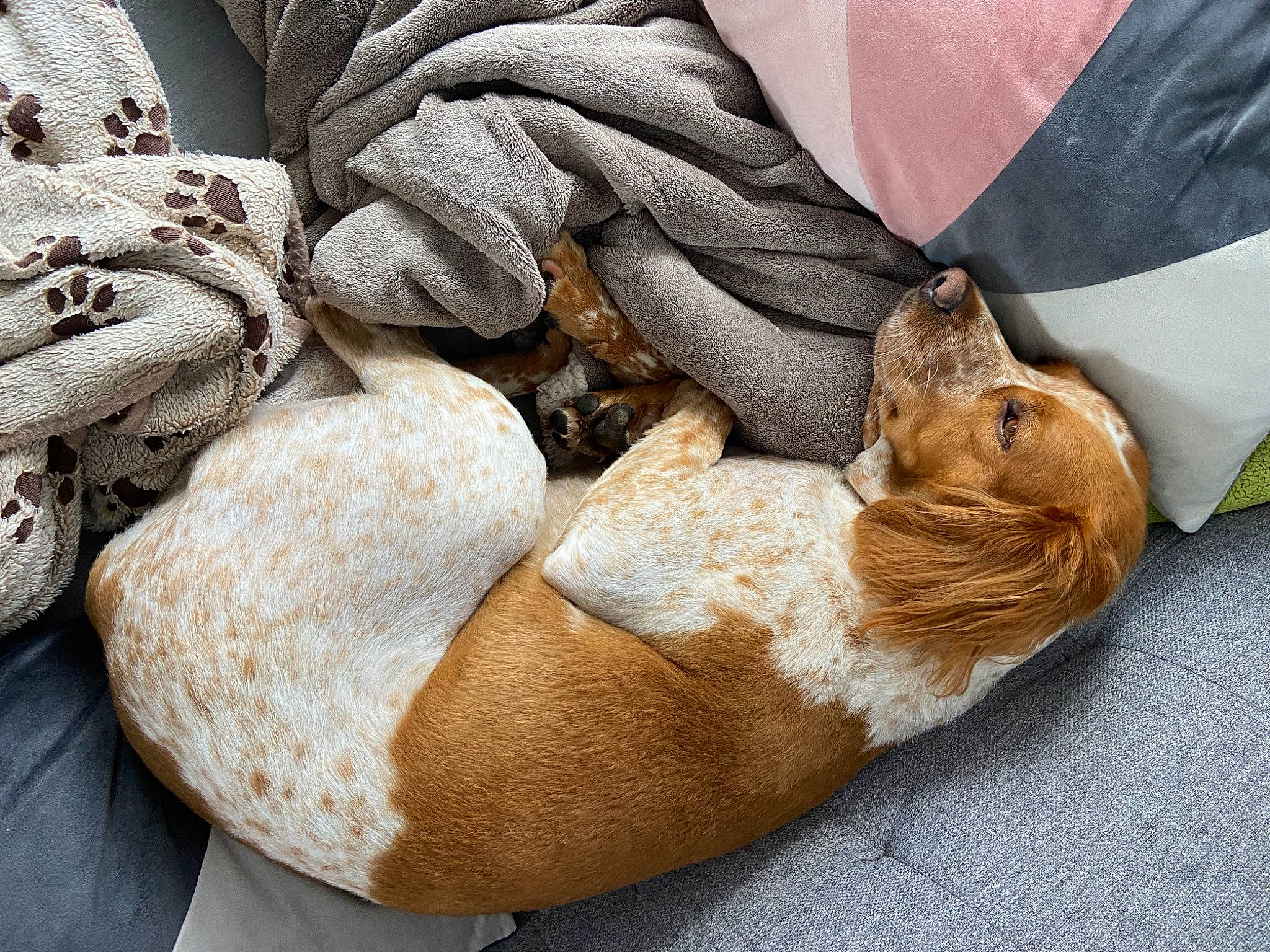 Roxy participe au concours pour gagner de l'argent avec cette photo : carnivore, cat, comfort, companion_dog, dog_breed, domestic_short_haired_cat, fawn, felidae, fur, human_leg, leg, linens, nap, small_to_medium_sized_cats, tail, terrestrial_animal, whiskers, window, wood, wrinkle