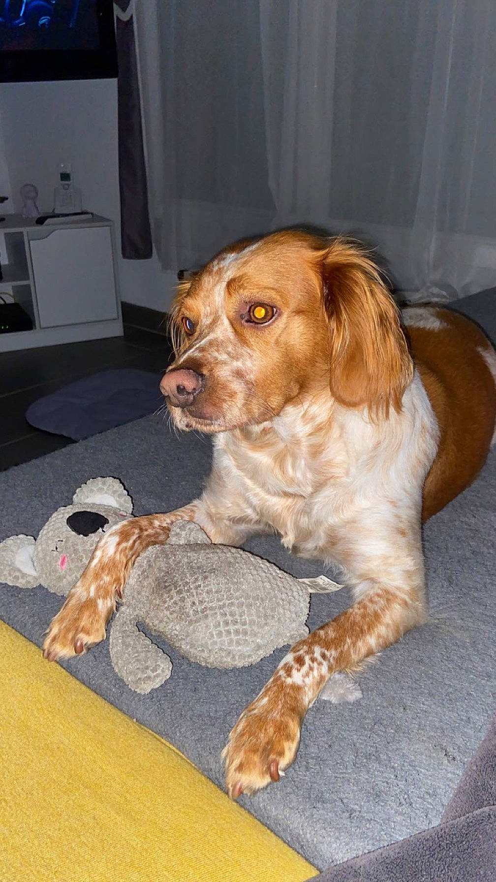 Roxy participe au concours pour gagner de l'argent avec cette photo : canidae, carnivore, companion_dog, dog, dog_breed, fawn, flooring, fur, gun_dog, home_appliance, liver, snout, spaniel, sporting_group, toy_dog, wall_plate, whiskers, working_animal