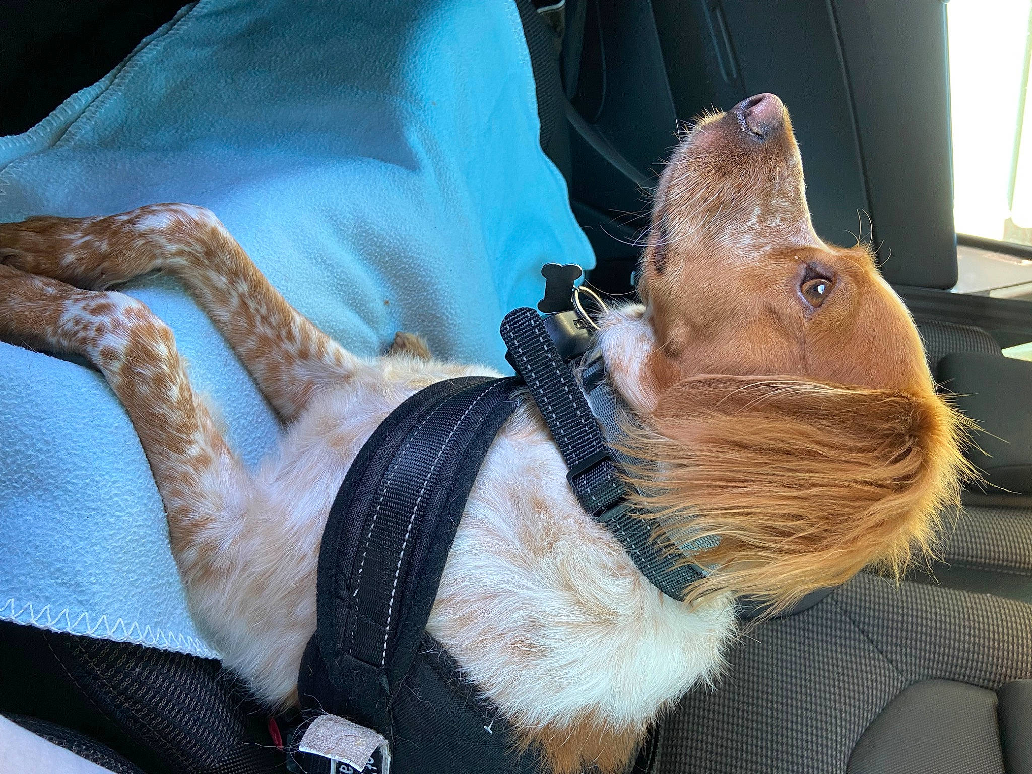 Roxy a rejoint le concours — aidez-le/la à gagner de superbes lots ! bat, beard, canidae, companion_dog, dog_breed, dog_clothes, fawn, fictional_character, fur, goats, hat, lap, paw, snout, sporting_group, squirrel, sunglasses, tail, toy, whiskers