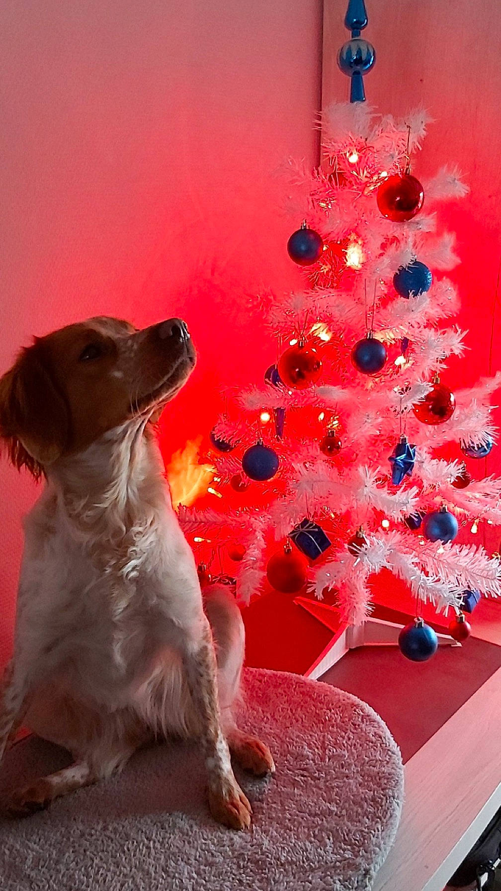 Roxy a rejoint le concours — aidez-le/la à gagner de superbes lots ! carnivore, christmas_decoration, christmas_ornament, christmas_tree, companion_dog, conifer, decoration, dog, dog_breed, event, fawn, gun_dog, holiday, holiday_ornament, living_room, magenta, ornament, sporting_group, tail, tree