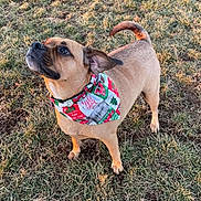 Yeti is registered to the contest to win money with this photo: adorable, animal, bandana, brown_dog, canine, curious, cute, daytime, dog, ears_up, festive, grass, holiday, looking_up, nature, outdoor, pet, standing, sunlight, tail_up