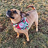 adorable, animal, bandana, brown_dog, canine, curious, cute, daytime, dog, ears_up, festive, grass, holiday, looking_up, nature, outdoor, pet, standing, sunlight, tail_up
