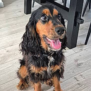 Joe a rejoint le concours — aidez-le/la à gagner de superbes lots ! dog, pet, indoor, wooden_floor, sitting, tongue_out, happy, portrait, black_and_tan, long_ears, fur, collar, looking_up, paw, cute, closeup, table, chair, home, friendly
