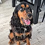 dog, pet, indoor, wooden_floor, sitting, tongue_out, happy, portrait, black_and_tan, long_ears, fur, collar, looking_up, paw, cute, closeup, table, chair, home, friendly