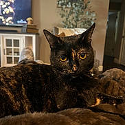 Pepper is registered to the contest to win money with this photo: animal, blanket, cat, closeup, couch, cozy, decor, feline, fur, furniture, home, indoor, pet, portrait, relaxed, resting, soft, television, tortoiseshell, yellow_eyes