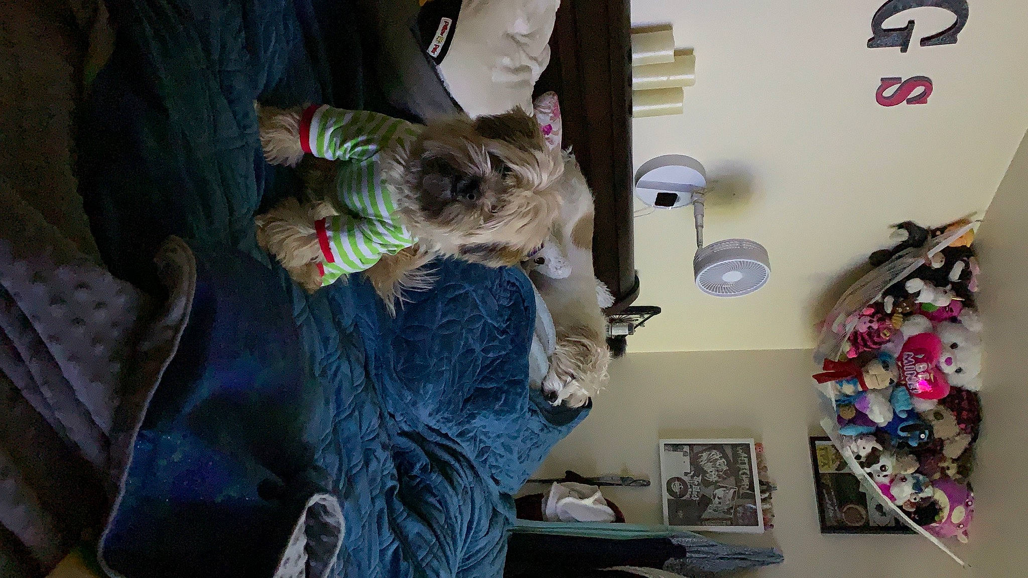 Maxx joined the competition — help win amazing prizes! australian_silky_terrier, canidae, carnivore, companion_dog, dog, dog_breed, dog_clothes, dog_supply, fur, interior_design, natural_material, shelf, shelving, small_terrier, sporting_group, terrier, toy, toy_dog