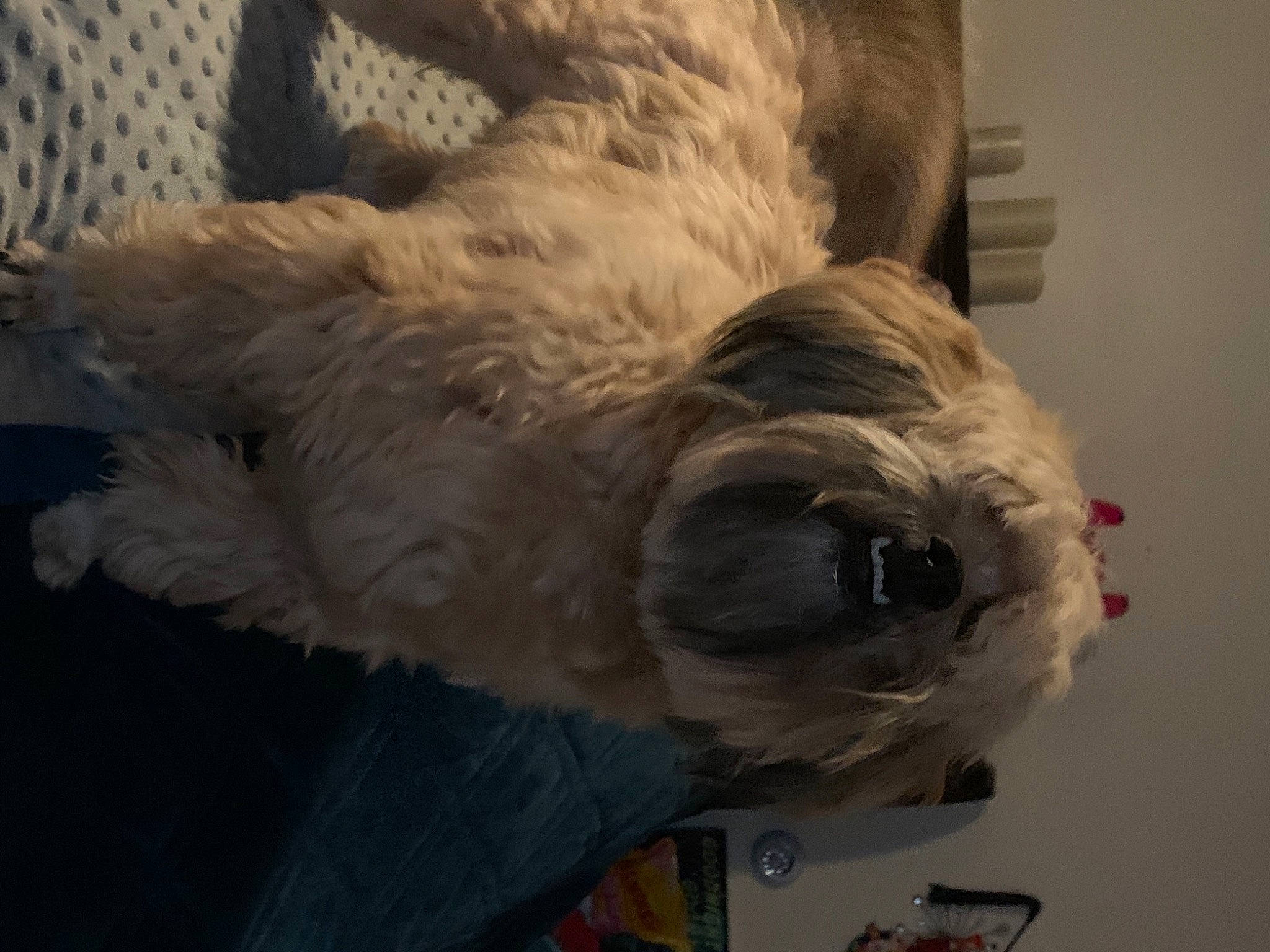 Maxx joined the competition — help win amazing prizes! canidae, carnivore, companion_dog, dog, dog_breed, fur, small_terrier, snout, sporting_group, stuffed_toy, terrier, textile, working_animal