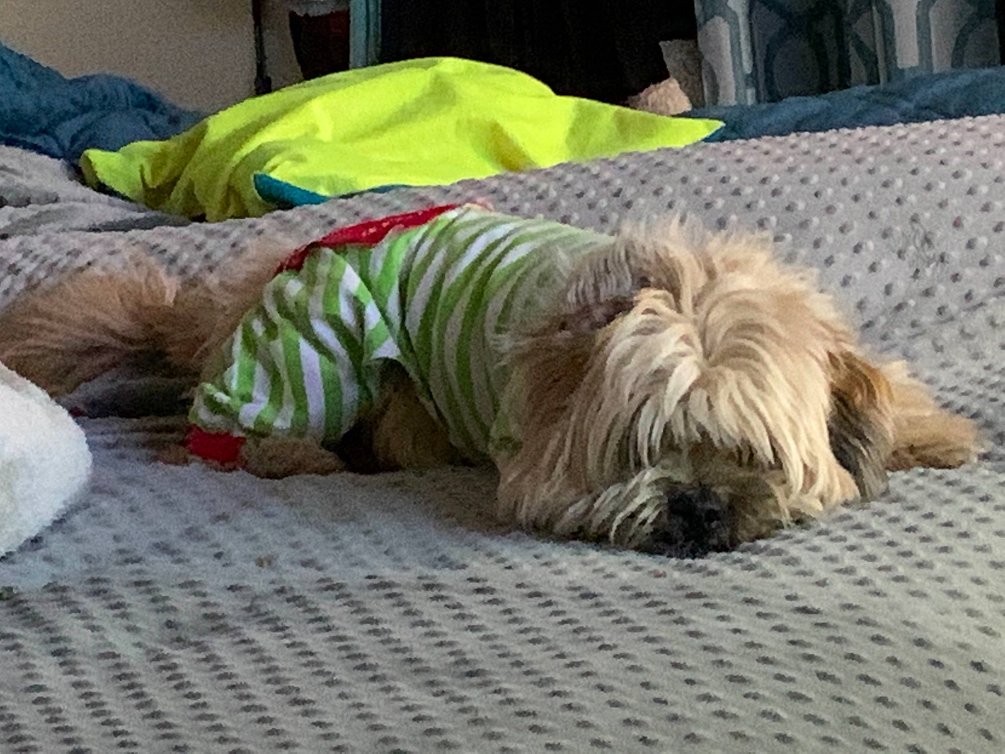 Maxx is registered to the contest to win money with this photo: canidae, carnivore, comfort, companion_dog, couch, dog, dog_breed, dog_clothes, dog_supply, fawn, linens, mammal, nap, sleep, small_terrier, sporting_group, terrier, textile, toy_dog, working_animal