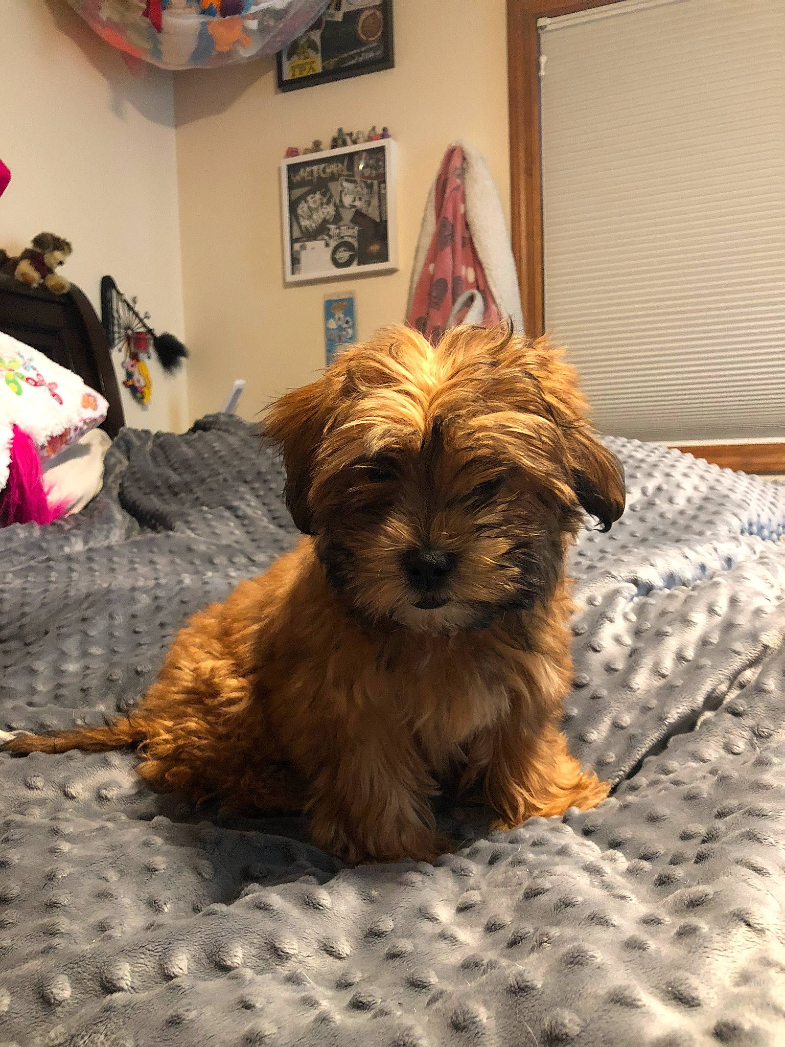 Maxx joined the competition — help win amazing prizes! bag, canidae, carnivore, companion_dog, dog, dog_breed, dog_supply, fawn, interior_design, linens, liver, picture_frame, puppy, small_terrier, snout, sporting_group, terrier, toy_dog, vertebrate, working_animal