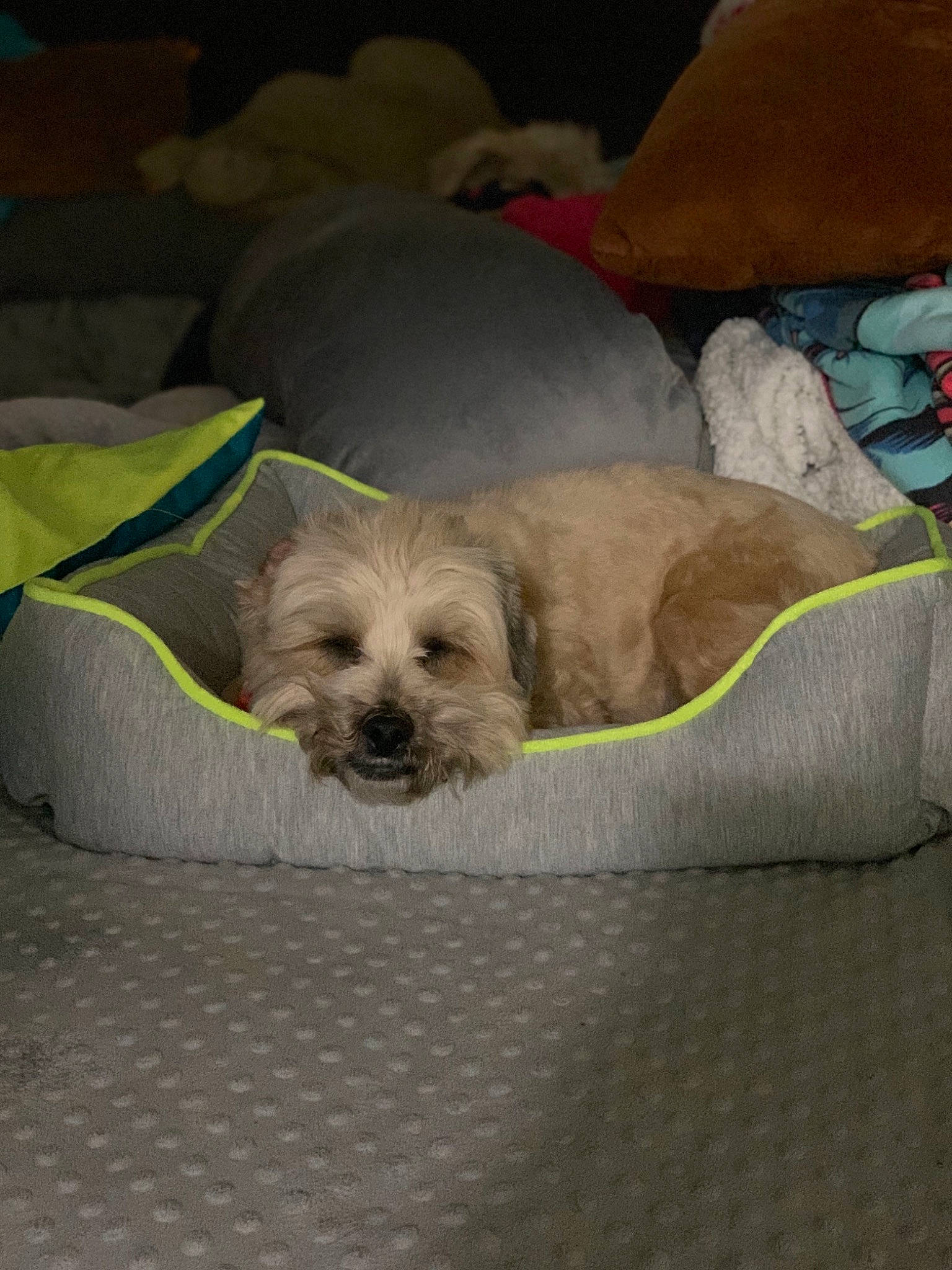 Maxx is registered to the contest to win money with this photo: canidae, carnivore, companion_dog, dog, dog_bed, dog_breed, dog_supply, fawn, home_accessories, liver, non_sporting_group, pet_supply, puppy, small_terrier, snout, sporting_group, terrier, toy_dog, working_animal, working_dog