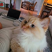 Toulouse joined the competition — help win amazing prizes! blue_eyes, cat, chair, couch, cozy, curious, decor, dining_table, feline, fluffy, furniture, home_office, household, indoor, laptop, living_room, mirror, pet, relaxed, wood_floor