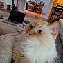 blue_eyes, cat, chair, couch, cozy, curious, decor, dining_table, feline, fluffy, furniture, home_office, household, indoor, laptop, living_room, mirror, pet, relaxed, wood_floor