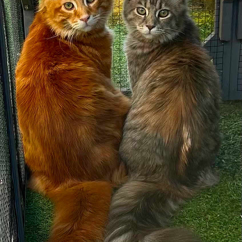 Rusty And Ruby