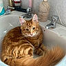 Rusty And Ruby joined the competition — help win amazing prizes! bathroom, cat, countertop, curious, domestic, feline, fur, fur_texture, household_items, indoor, orange, orange_tabby, pet, relaxed, sink, soap_dispenser, tap, toothbrush, whiskers, white