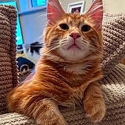 Rusty And Ruby joined the competition — help win amazing prizes! animal, cat, chair, closeup, comfortable, couch, cozy, ears, feline, framed_photo, fur, home, indoor, mammal, orange_tabby, pet, relaxed, texture, whiskers, window