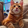 animal, cat, chair, closeup, comfortable, couch, cozy, ears, feline, framed_photo, fur, home, indoor, mammal, orange_tabby, pet, relaxed, texture, whiskers, window