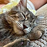 Rusty And Ruby is registered to the contest to win money with this photo: animal, cat, close_up, cozy, cute, domestic, feline, fur, gray, indoor, mammal, nap, paw, pet, relaxed, resting, sleeping, soft, tabby, whiskers