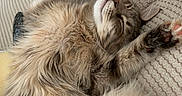 Rusty And Ruby joined the competition — help win amazing prizes! animal, blanket, cat, closeup, cozy, cute, fluffy, fur, indoor, nap, paws, pet, relaxation, resting, sleeping, soft, striped_pillow, tabby, texture, whiskers