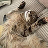 animal, blanket, cat, closeup, cozy, cute, fluffy, fur, indoor, nap, paws, pet, relaxation, resting, sleeping, soft, striped_pillow, tabby, texture, whiskers