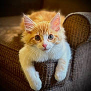 Bellini joined the competition — help win amazing prizes! kitten, cat, orange_and_white, heterochromia, blue_eye, brown_eye, couch, furniture, indoor, pet, animal, cute, fluffy, whiskers, ears, paws, relaxed, portrait, closeup, home