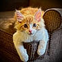 kitten, cat, orange_and_white, heterochromia, blue_eye, brown_eye, couch, furniture, indoor, pet, animal, cute, fluffy, whiskers, ears, paws, relaxed, portrait, closeup, home