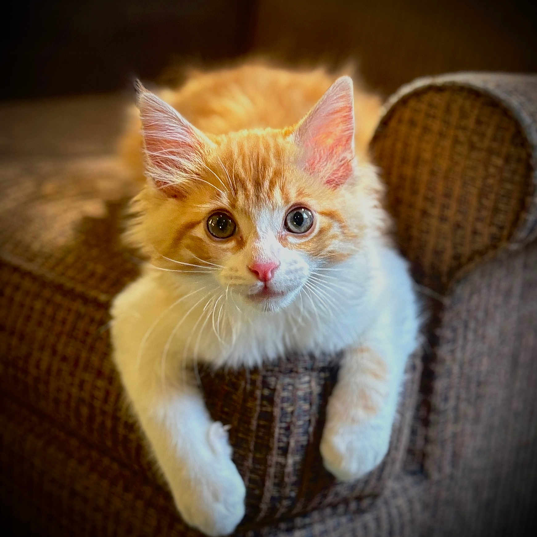 Bellini joined the competition — help win amazing prizes! animal, blue_eye, brown_eye, cat, closeup, couch, cute, ears, fluffy, furniture, heterochromia, home, indoor, kitten, orange_and_white, paws, pet, portrait, relaxed, whiskers