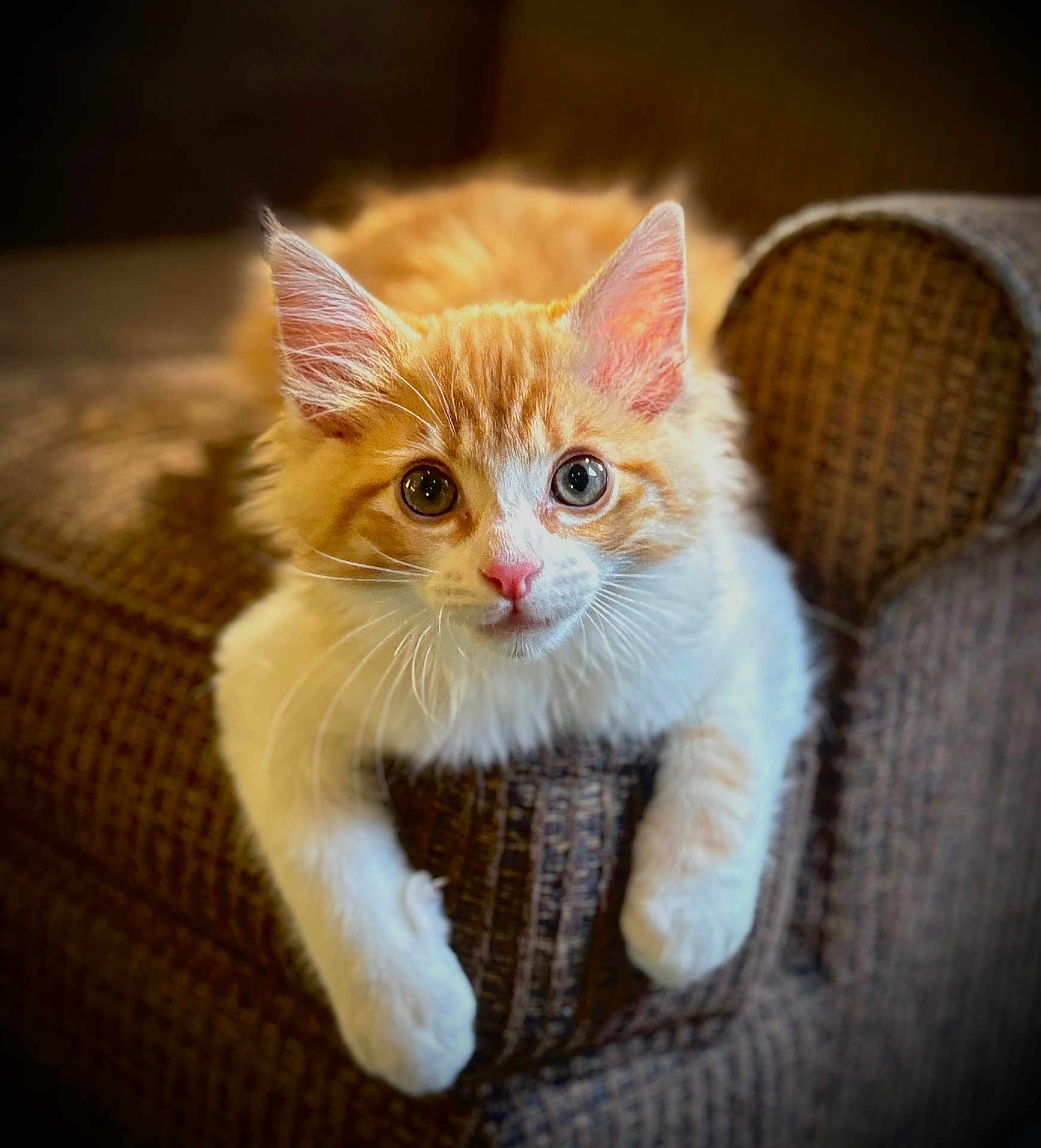 Bellini