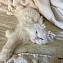 Angel joined the competition — help win amazing prizes! cat, white_cat, fluffy, pet, animal, bed, blanket, resting, sleepy, feline, cozy, indoors, cute, relaxed, fur, mammal, whiskers, paws, laying_down, domestic_animal