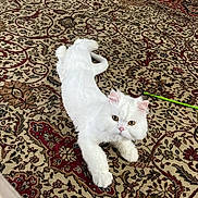 Angel is registered to the contest to win money with this photo: cat, white_cat, indoor, carpet, oriental_rug, furniture, toy, pet, animal, floor, relaxed, fluffy, portrait, looking, ears, whiskers, golden_eyes, home, cozy, playful