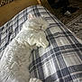 Angel joined the competition — help win amazing prizes! cat, sleeping, white_cat, fluffy, bed, plaid_blanket, cozy, nap, indoor, furniture, headboard, pet, fur, relaxed, animal, resting, comfort, domestic, cute, soft