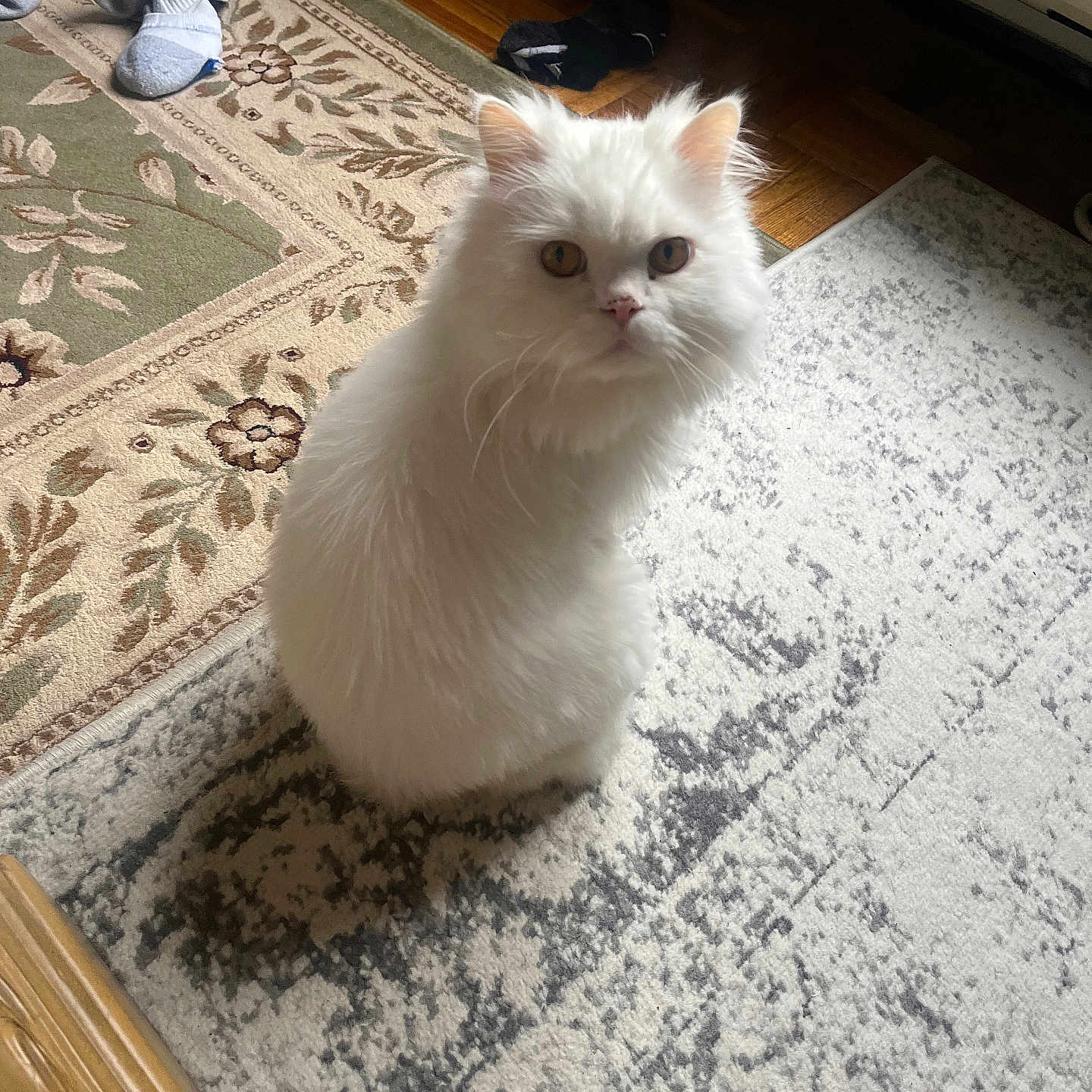 Angel joined the competition — help win amazing prizes! air_conditioner, animal, cat, cozy, curious, domestic, floor, fluffy, fur, furniture, home, indoor, looking_up, patterned_rug, pet, rug, sitting, socks, white_cat, wooden