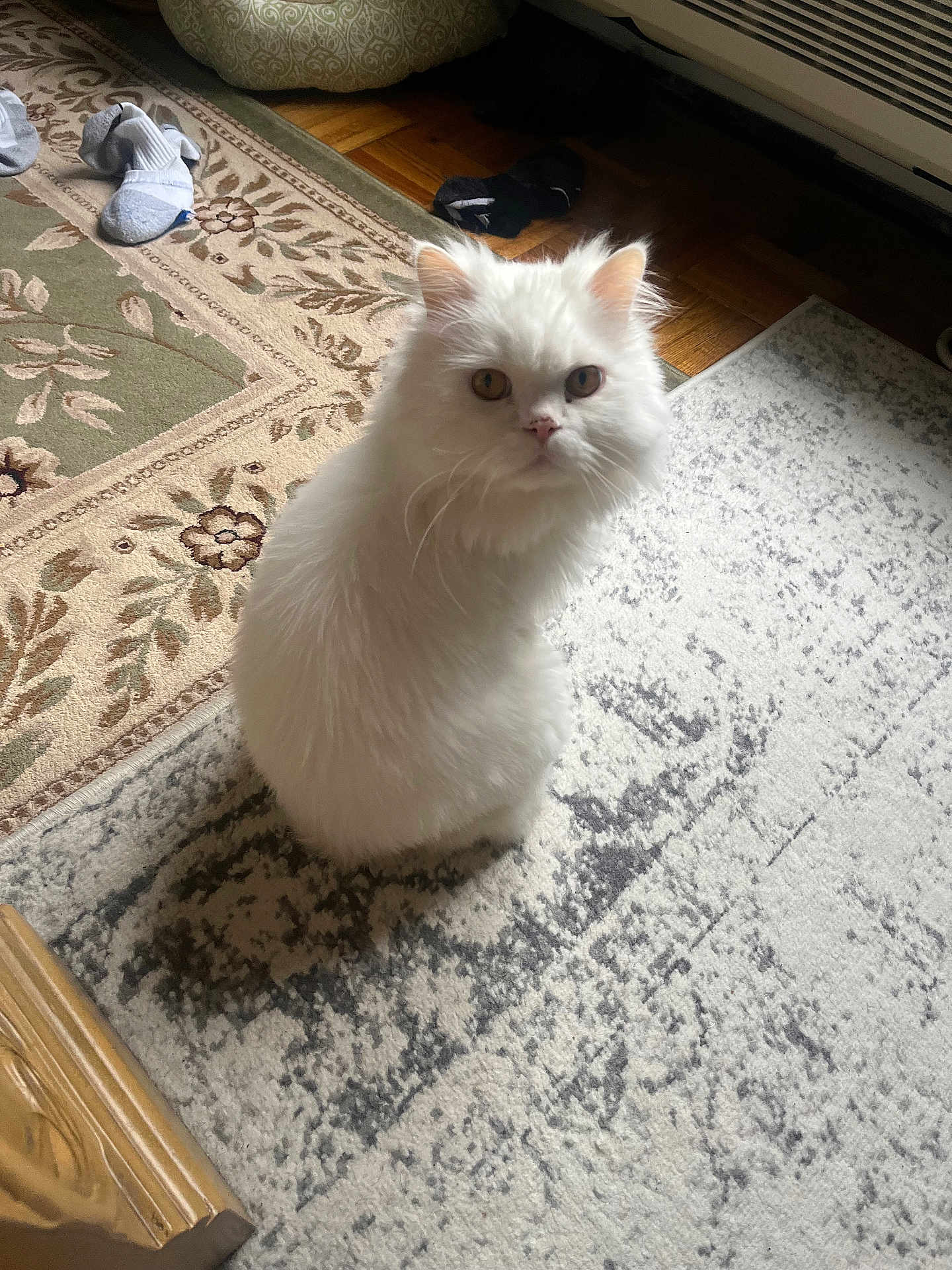 Angel joined the competition — help win amazing prizes! cat, white_cat, fluffy, indoor, rug, patterned_rug, socks, floor, pet, animal, fur, looking_up, home, cozy, furniture, wooden, air_conditioner, curious, sitting, domestic
