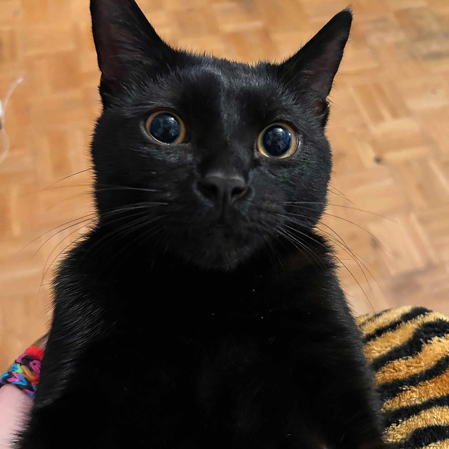 Garu joined the competition — help win amazing prizes! animal, black_cat, blanket, cat, close_range, close_up, curious, cute, domestic_cat, feline, fur, indoor, mammal, parquet_floor, pet, portrait, soft_light, tiger_stripe_pattern, whiskers, wide_eyes