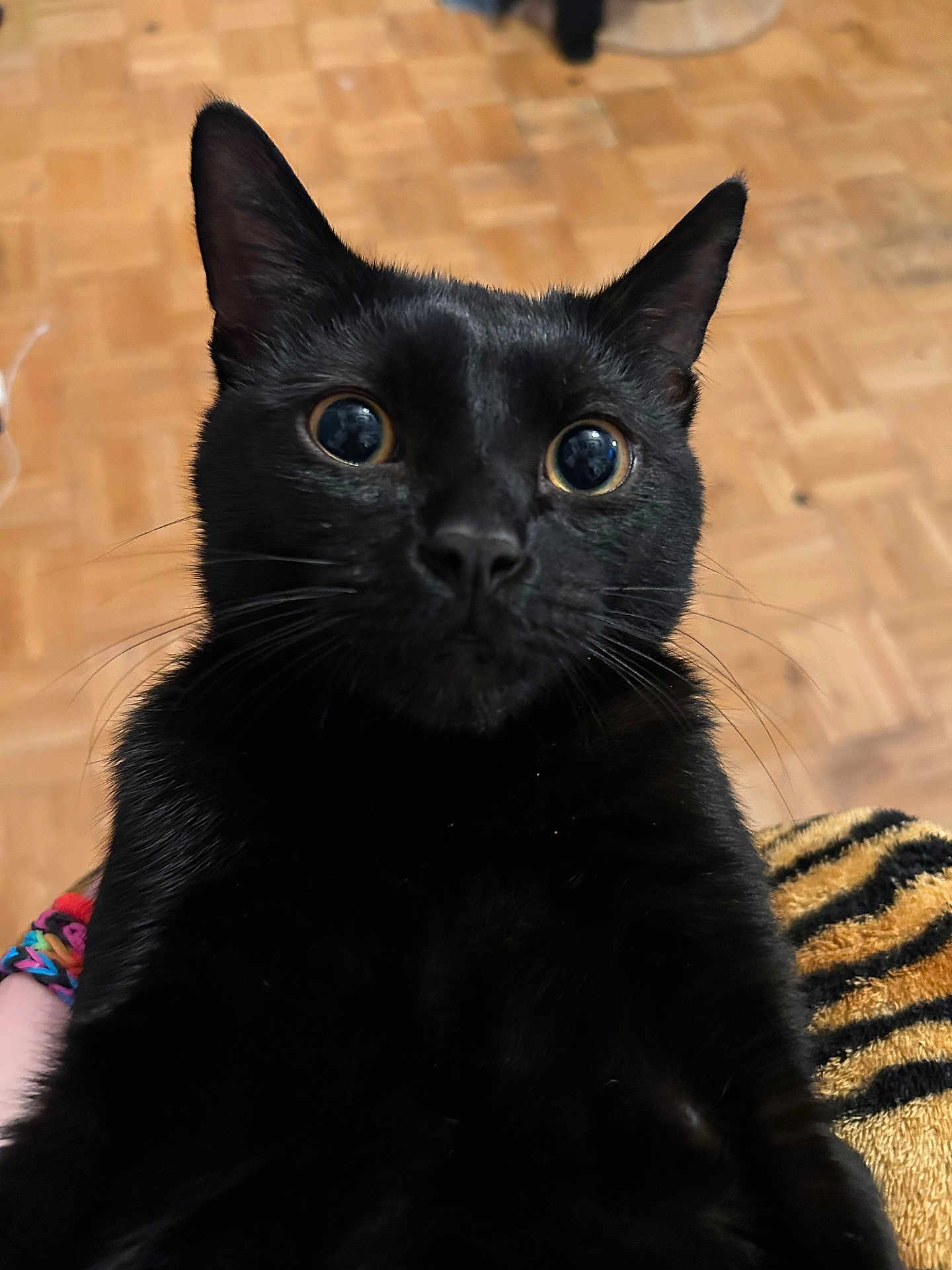 Garu joined the competition — help win amazing prizes! black_cat, cat, pet, close_up, wide_eyes, fur, whiskers, indoor, parquet_floor, blanket, tiger_stripe_pattern, curious, animal, mammal, domestic_cat, portrait, feline, cute, soft_light, close_range