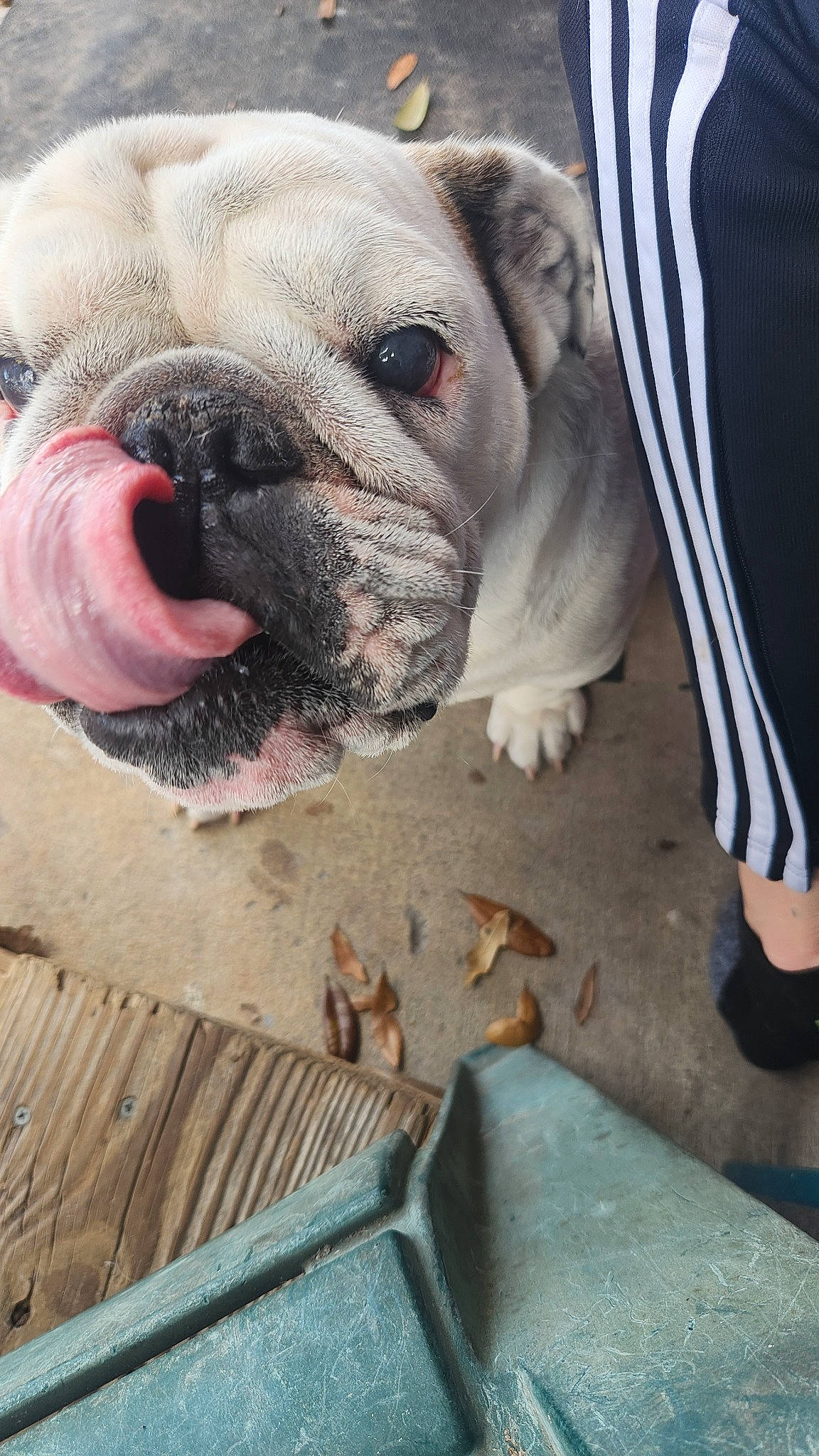Vana is registered to the contest to win money with this photo: bulldog, canidae, carnivore, companion_dog, dog, dog_breed, fawn, non_sporting_group, sporting_group, terrestrial_animal, tie, toy_dog, white_english_bulldog, wood, working_animal, wrinkle