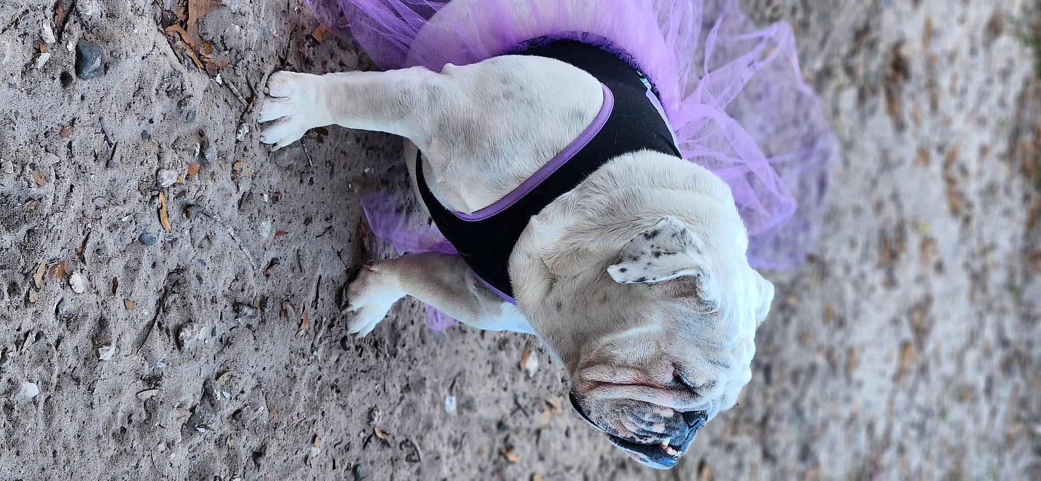 Vana is registered to the contest to win money with this photo: art, canidae, dog, dog_breed, dog_clothes, fashion_accessory, fawn, fur, grass, magenta, organism, plant, purple, snout, sporting_group, tail, toy, tree, wildlife, working_animal