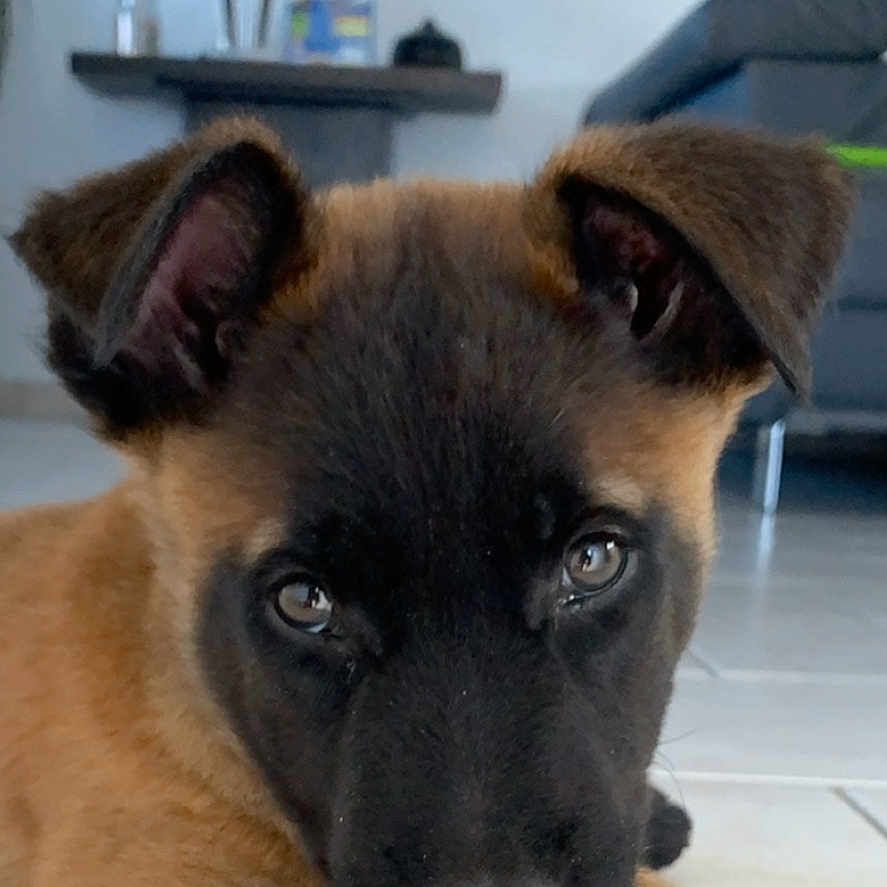 Rafals participe au concours pour gagner de l'argent avec cette photo : airedale, animal, boxer, bulldog, canine, doctor, dog, germanshepherd, hound, husky, indoors, interiordesign, labradorretriever, person, pet, policedog, puppy, snout, terrier, veterinarian