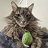 Luna is registered to the contest to win money with this photo: cat, fluffy, toy, green, purple, fur, pet, indoor, closeup, perch, gray, whiskers, ears, face, eyes, paws, relaxed, feline, animal, domestic
