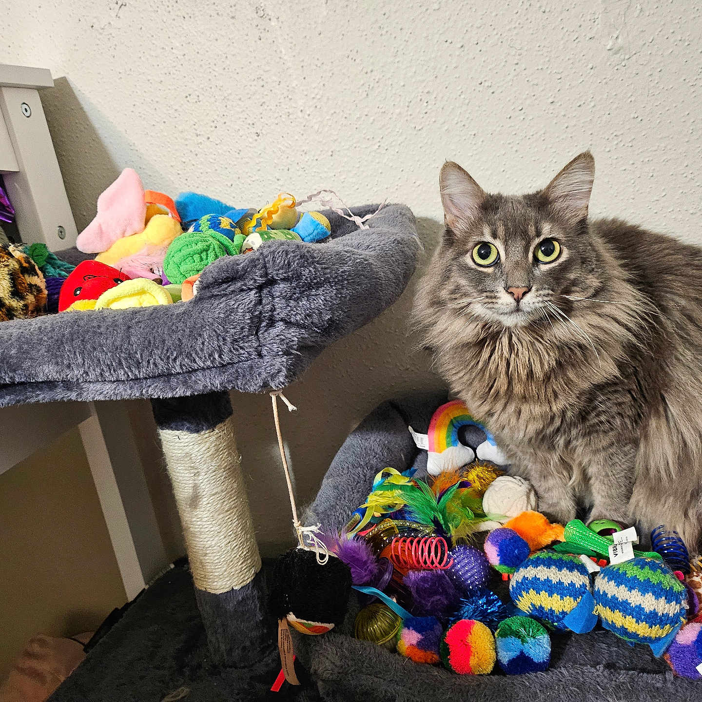 Luna is registered to the contest to win money with this photo: cat, gray_cat, fluffy, pet, cat_tree, toys, colorful, feathers, springs, balls, indoor, furniture, playful, cute, animal, whiskers, ears, feline, curious, cozy
