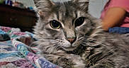 Luna joined the competition — help win amazing prizes! cat, tabby_cat, close_up, fluffy, pet, indoor, blanket, colorful, feline, animal, domestic_cat, whiskers, ears, eyes, person, blurred_background, home, resting, soft_texture, cute