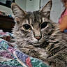 cat, tabby_cat, close_up, fluffy, pet, indoor, blanket, colorful, feline, animal, domestic_cat, whiskers, ears, eyes, person, blurred_background, home, resting, soft_texture, cute