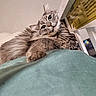 Luna joined the competition — help win amazing prizes! cat, gray_cat, fluffy_fur, indoor, furniture, warning_label, green_surface, relaxed, curious, pet, animal, whiskers, paw, close_up, laying_down, household, domestic, cute, feline, resting