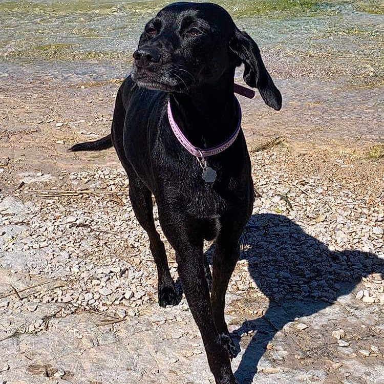Willa a rejoint le concours — aidez-le/la à gagner de superbes lots ! dog, black_dog, collar, outdoor, water, shore, rocky_ground, sunlight, shadow, pet, animal, canine, nature, beach, walking, daytime, summer, cute, friendly, alert
