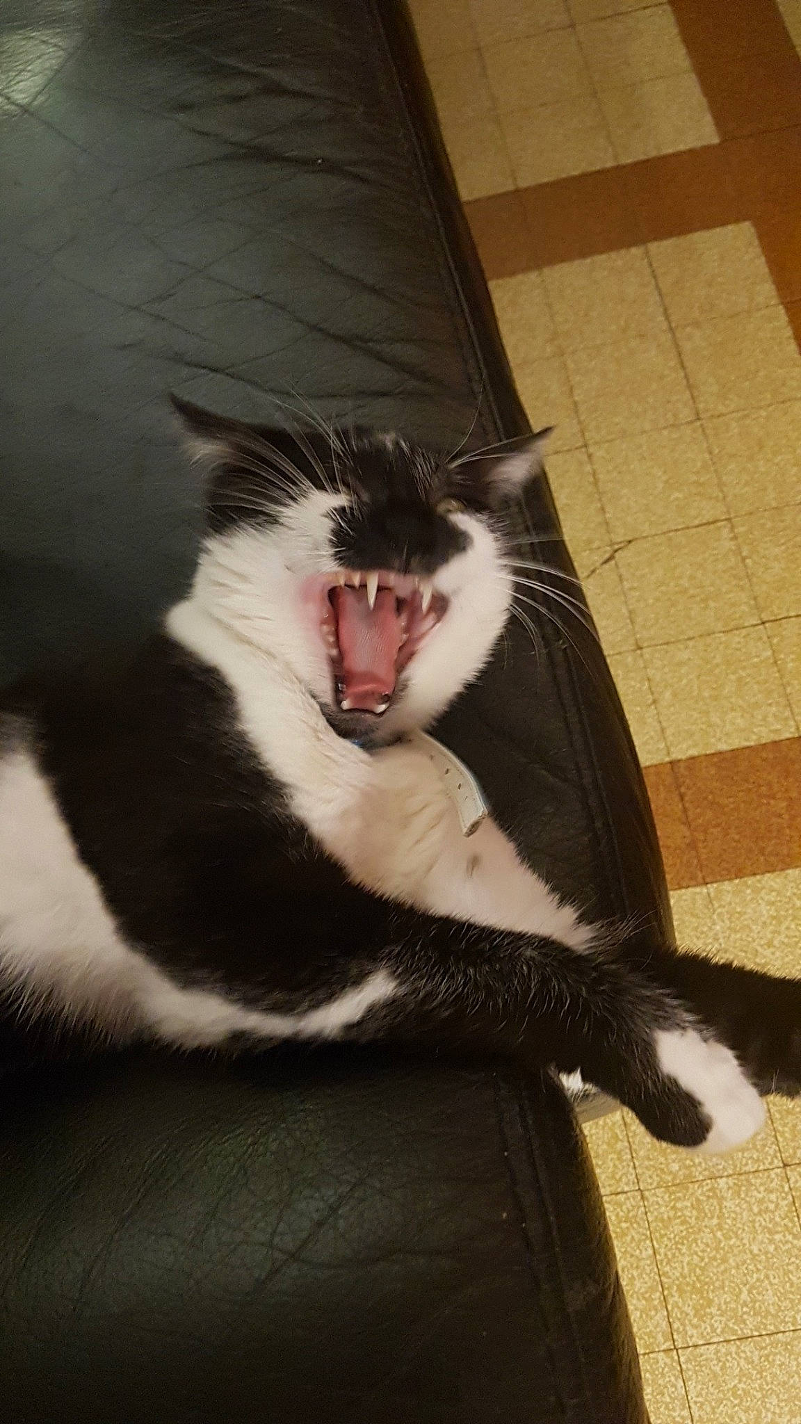 Pompon participe au concours pour gagner de l'argent avec cette photo : carnivore, cat, felidae, fur, small_to_medium_sized_cats, snout, tail, whiskers